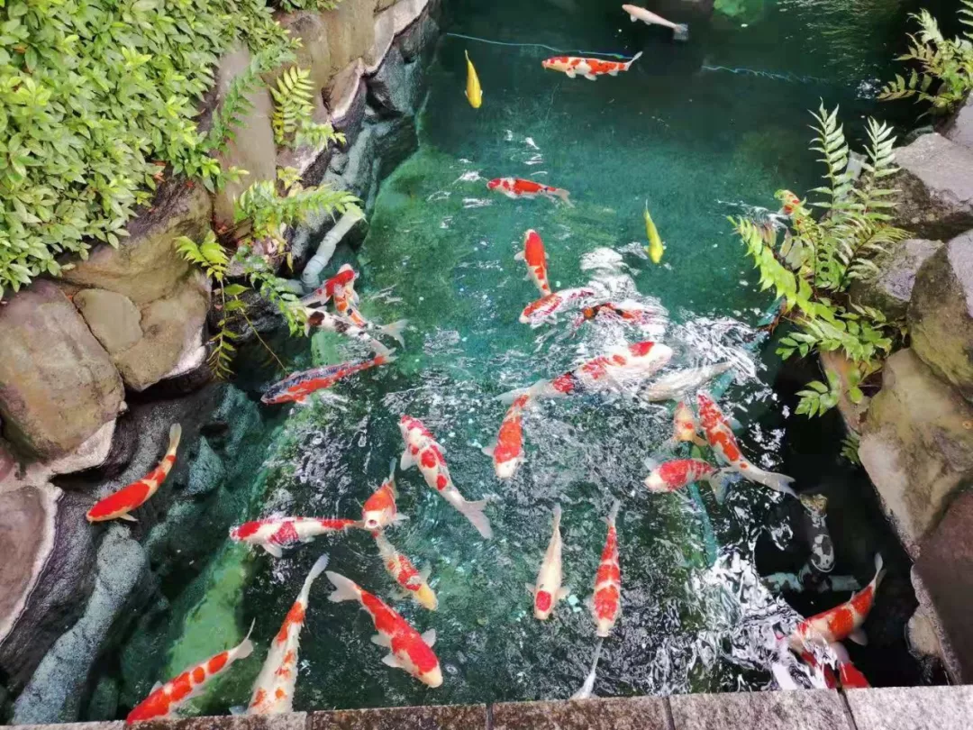 游辩中国四十七 东瀛寻宝记 